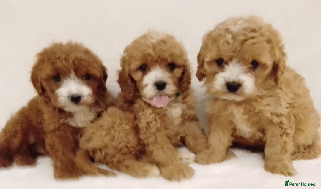 Cavapoo dogs for sale: Cavapoo puppies. - Image 12