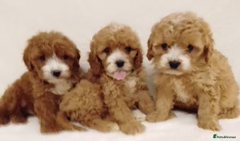 Cavapoo dogs - Advert 12