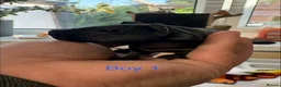 Guinea Pig rodents for sale: Super friendly skinny pig babies - Advert 4
