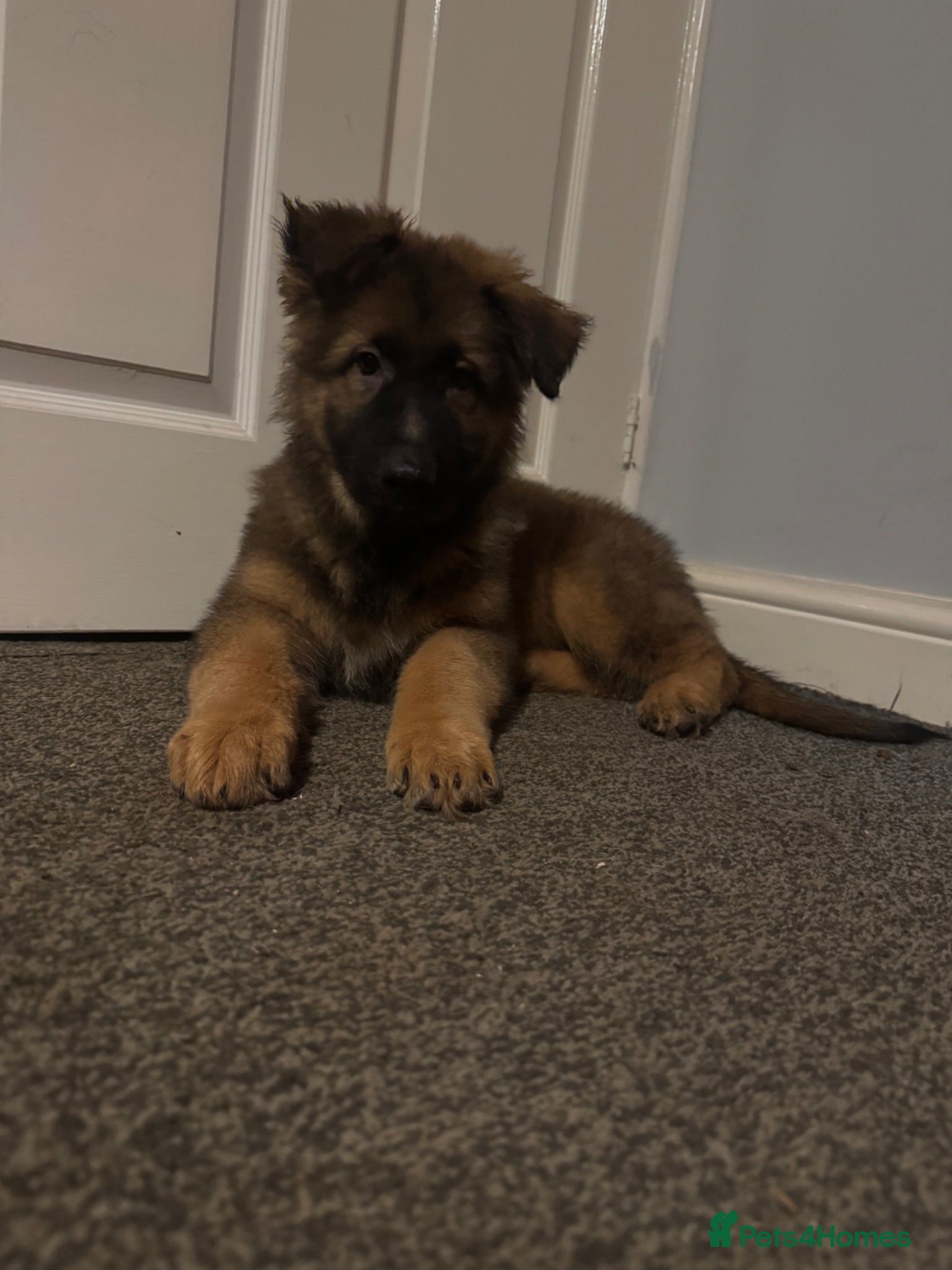 German Shepherd dogs Beautiful KC registered German shepherd puppies   - Advert 15