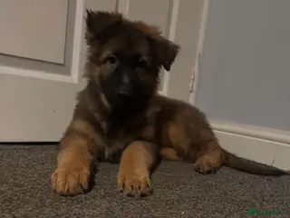 German Shepherd dogs Beautiful KC registered German shepherd puppies - Advert 15