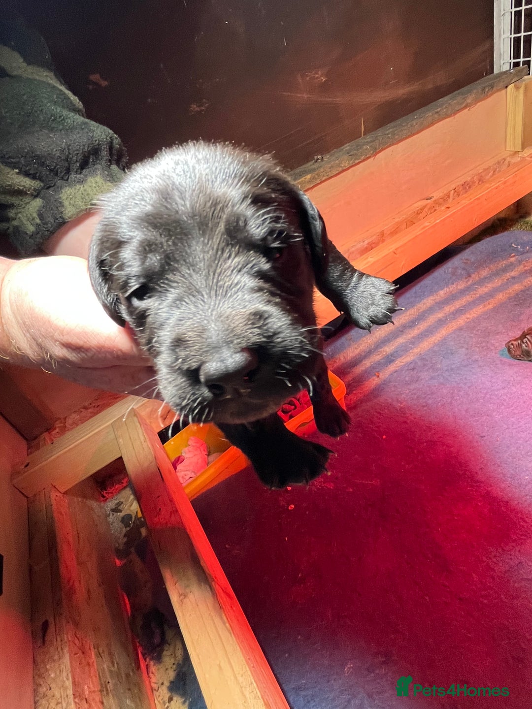 Mixed Breed dogs for sale: Cocker x beddlington terrier - Image 8