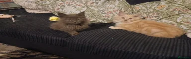 Maine Coon 1