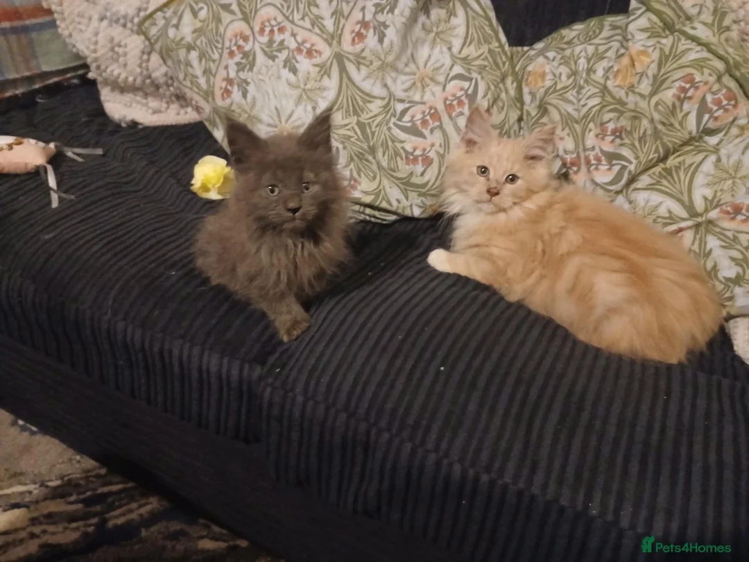 Maine Coon cats for sale: Pure maine coon kittens for sale - Advert 2