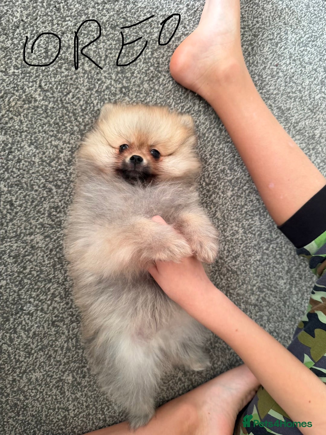Pomeranian dogs for sale: Fluffy Pomeranian Boys Full of Love  - Advert 1