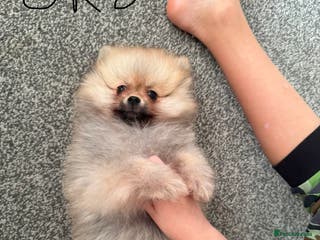 Pomeranian dogs Fluffy Pomeranian Boys Full of Love - Advert 4