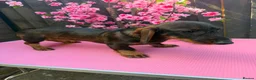 Dachshund dogs for sale: 2 tekles for sale brother and sister £1100 ONO - Advert 13