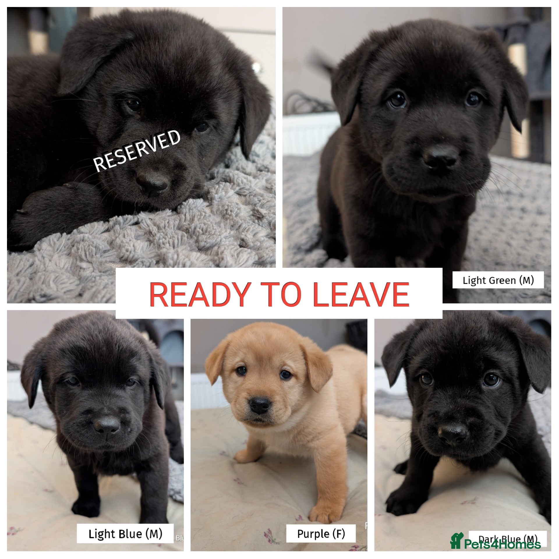 Mixed Breed dogs ✨ Chipped & ready to leave ✨ - Lab x Chow Chow - Advert 13