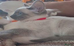 Siamese cats for sale: Beautiful litter of Simease - Image 6