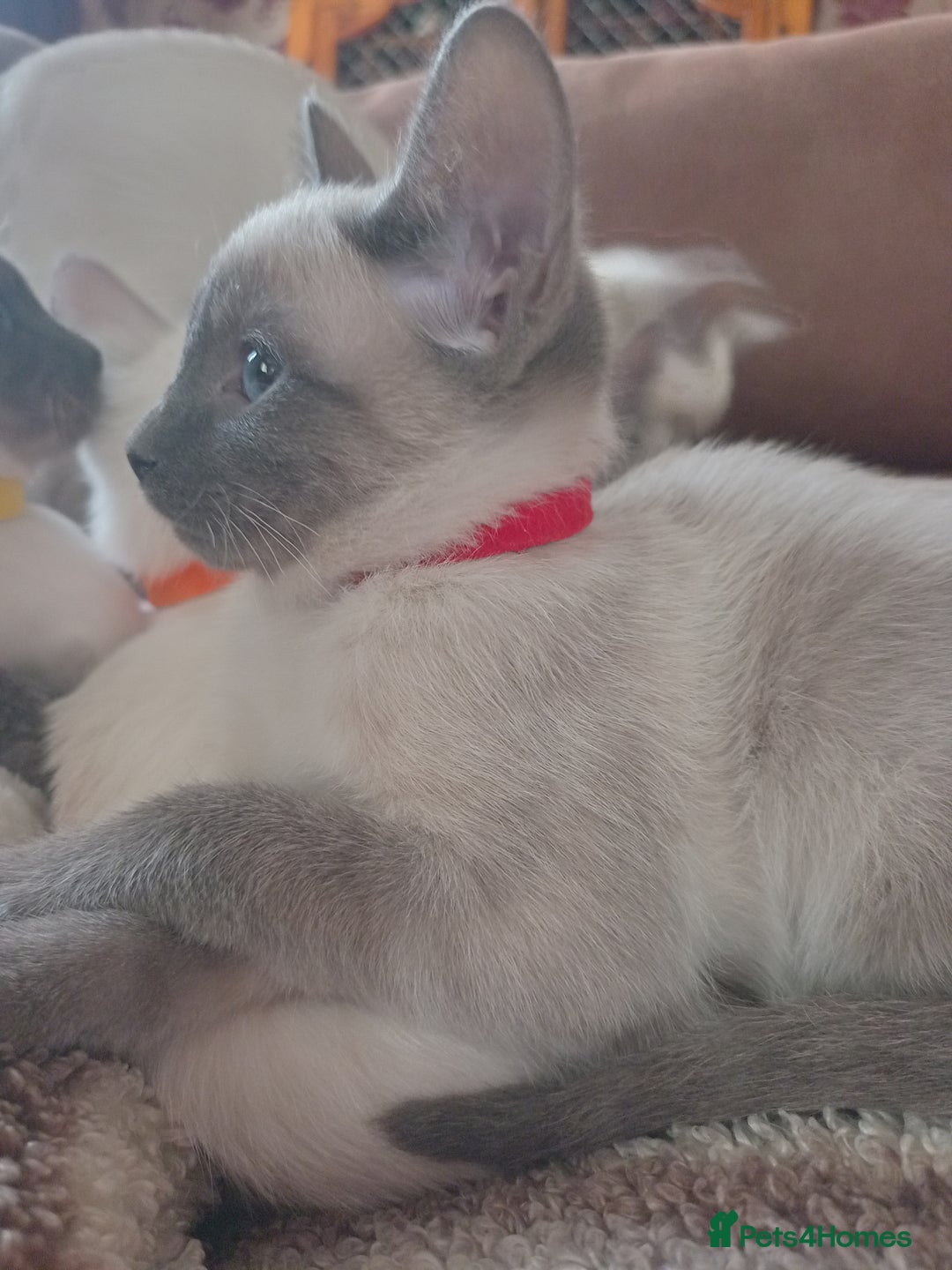 Siamese cats for sale: Beautiful litter of Simease - Image 6