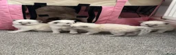 Ragdoll cats for sale: Pure blue point ragdolls  - Advert 31