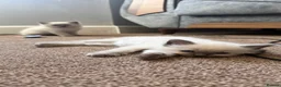 Ragdoll cats for sale: 6x blue eyes ragdoll kittens in Bournemouth - Advert 6