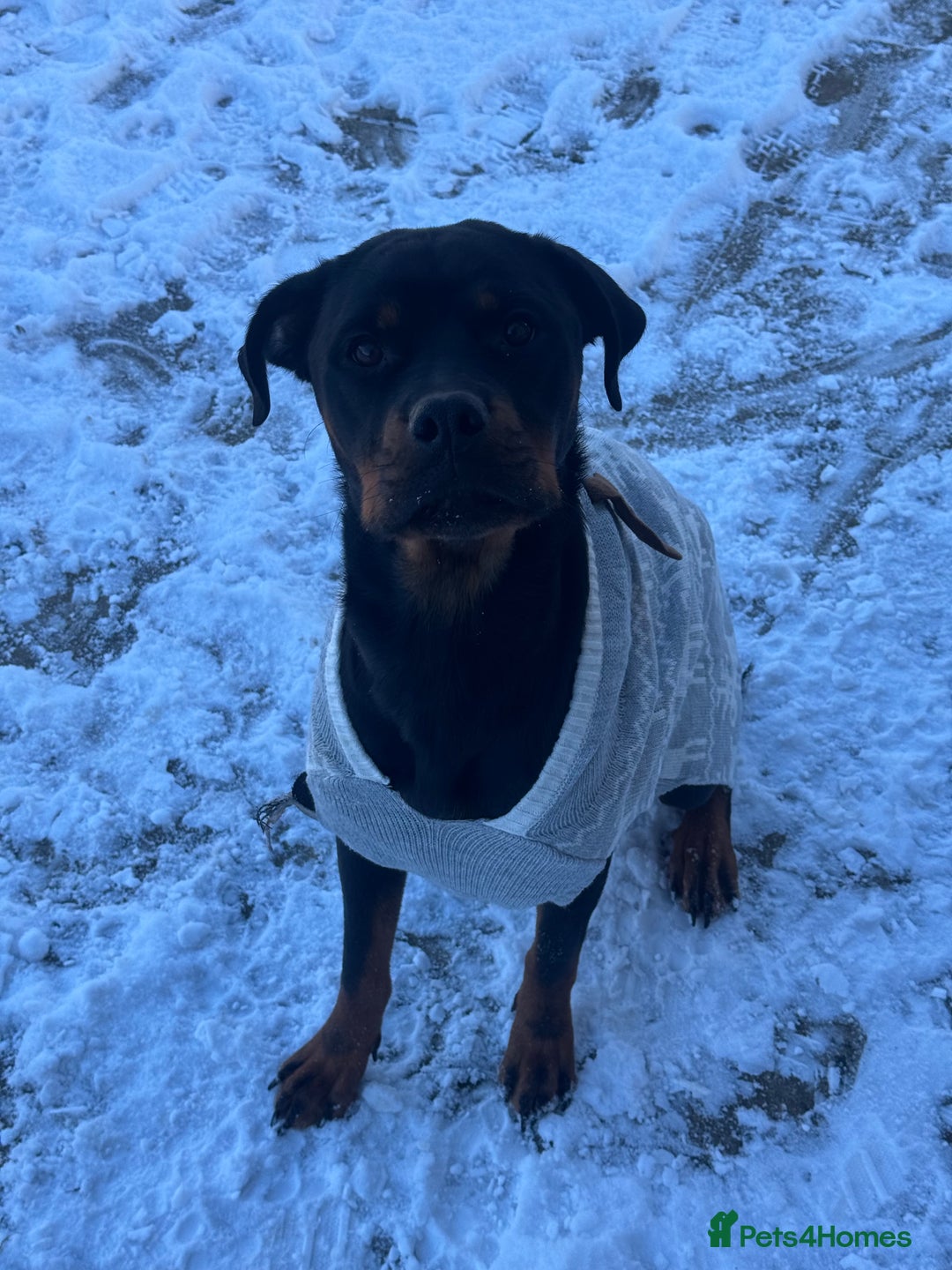 Mixed Breed dogs for sale: Rottie Bordeaux puppies - Advert 2