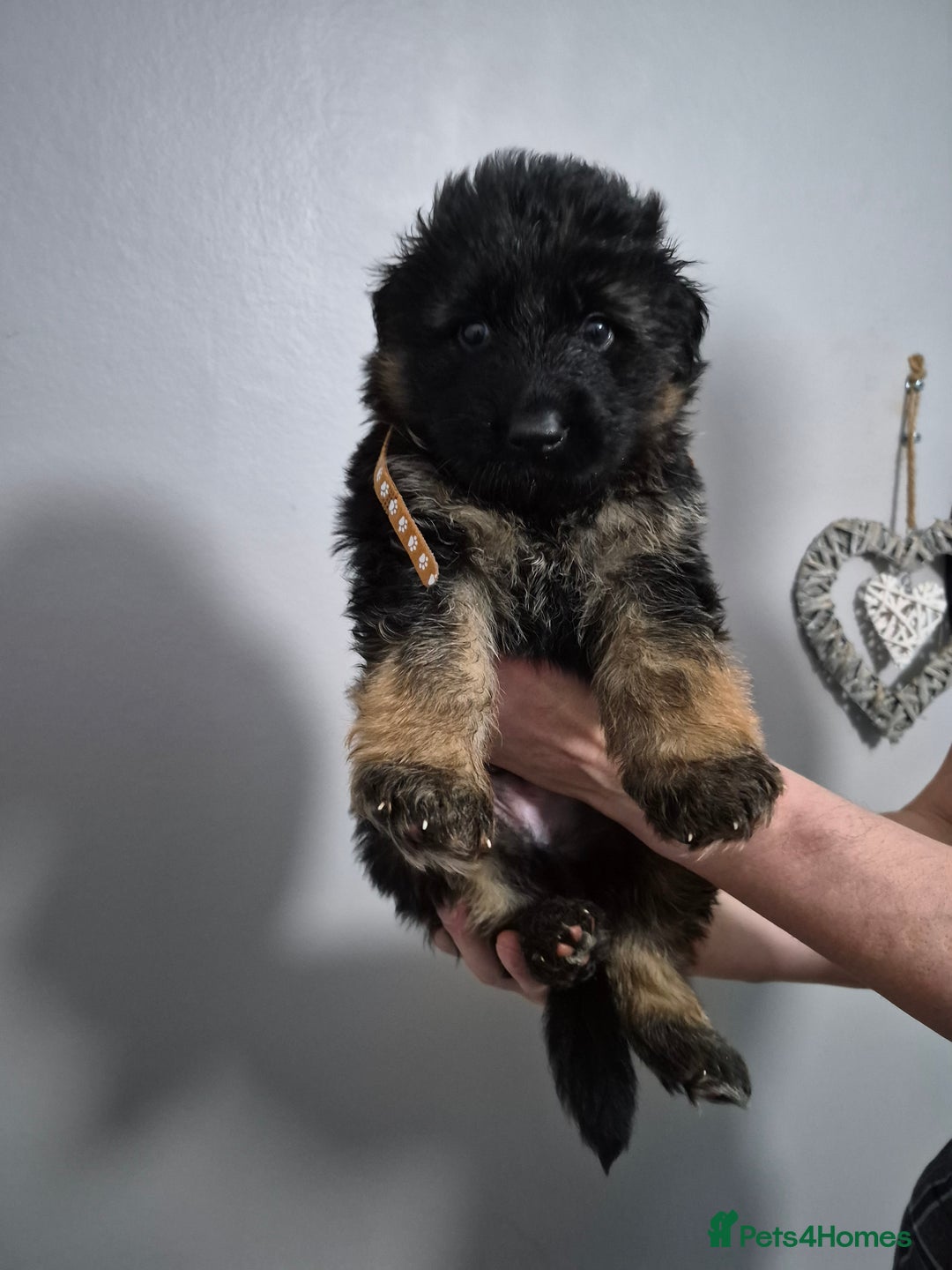 German Shepherd dogs for sale: German Shepherd  - Advert 6