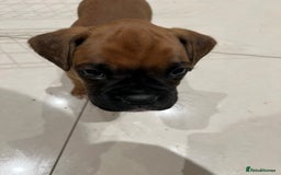 Boxer dogs for sale: 5 🌟 KC registered Boxer pups - Image 3