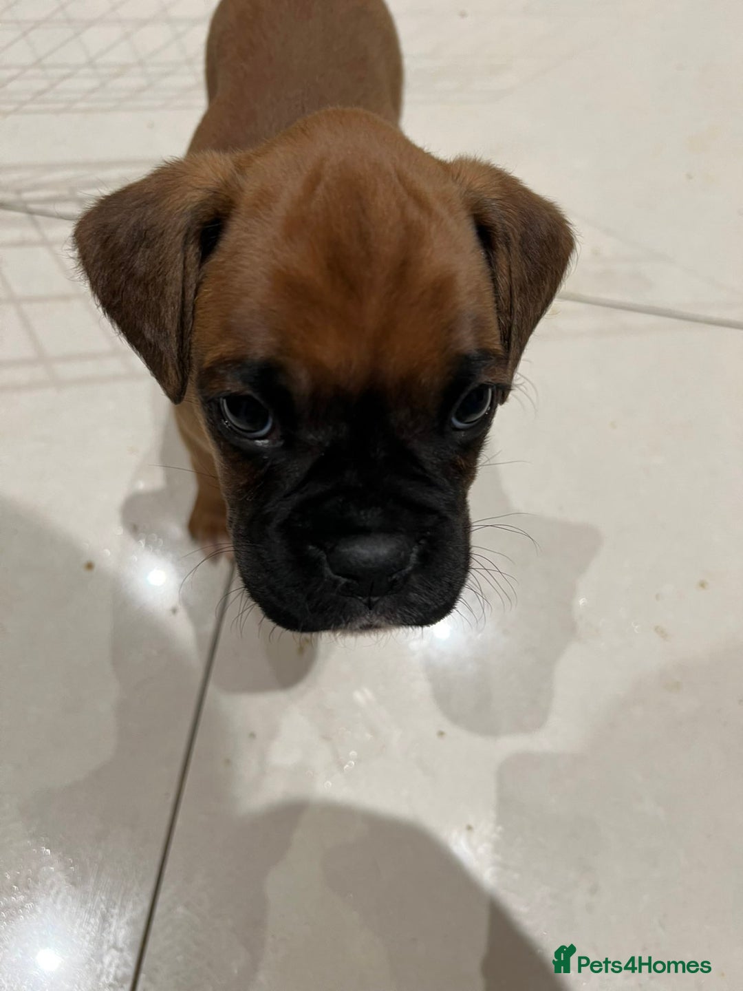 Boxer dogs for sale: 5 🌟 KC registered Boxer pups - Image 3