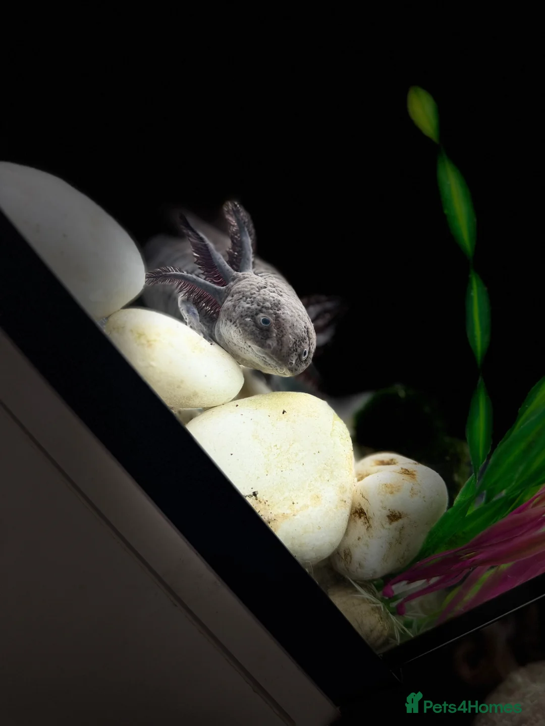 Axolotl reptiles for sale: Lavender axolotl  - Advert 1