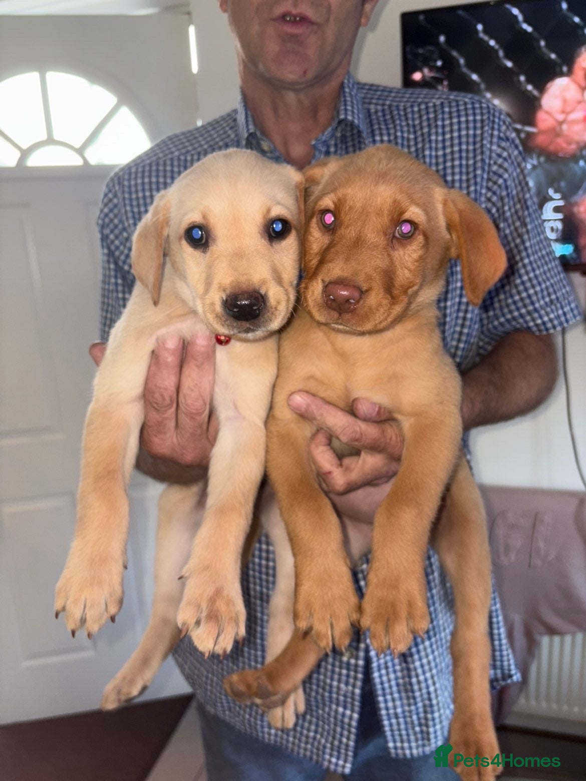 Labrador Retriever dogs Only 3 Left Beautiful Labrador pups  - Advert 18