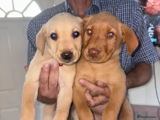Labrador Retriever dogs Last 2 Beautiful Labrador pups - Advert 2