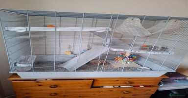 Rat rodents - Advert 3