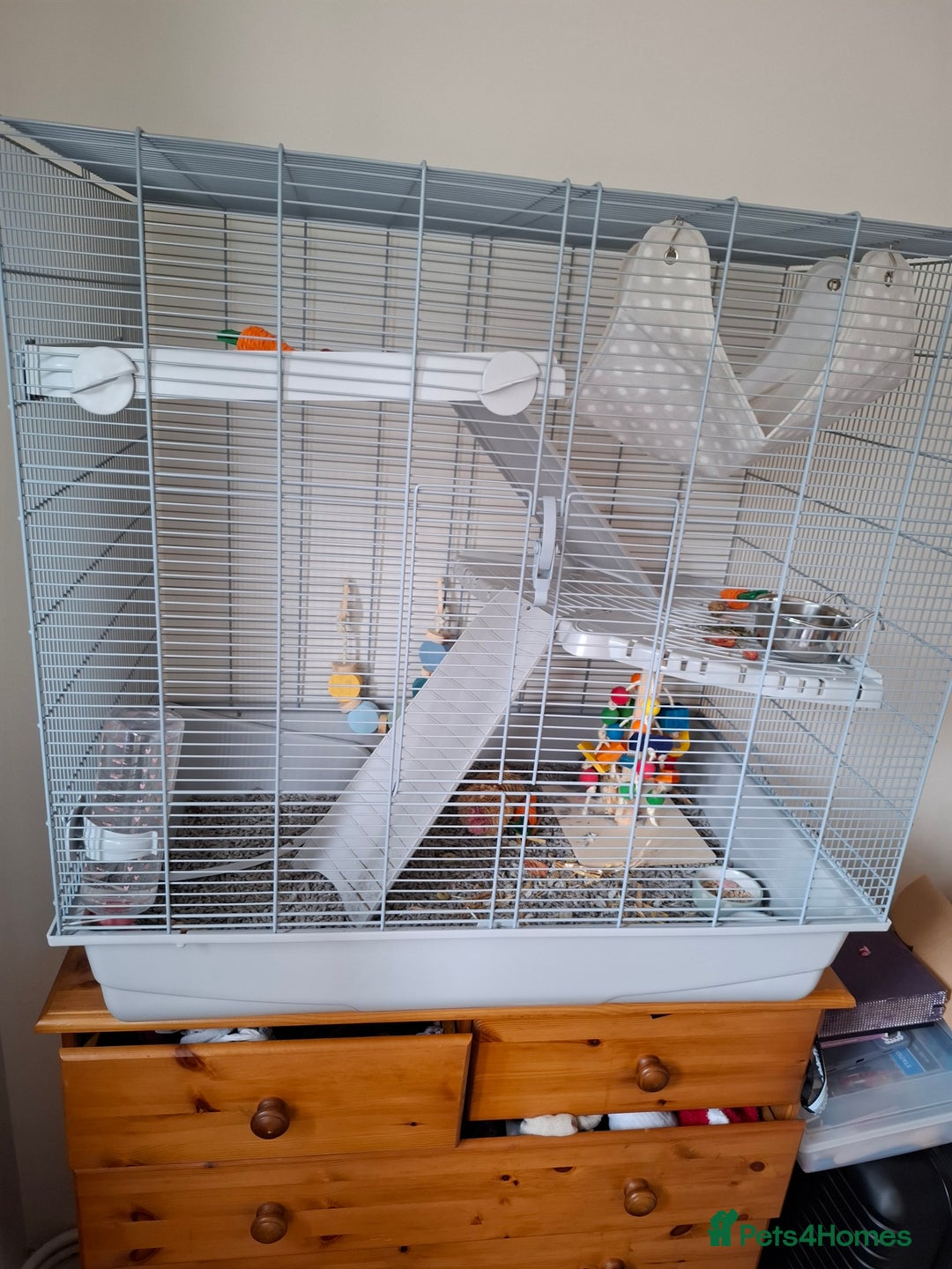 Rat rodents for sale: 2 Female rats +cage  - Image 3