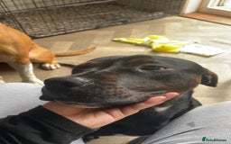 Mixed Breed dogs for sale: 8 month old American bulldog. - Advert 3