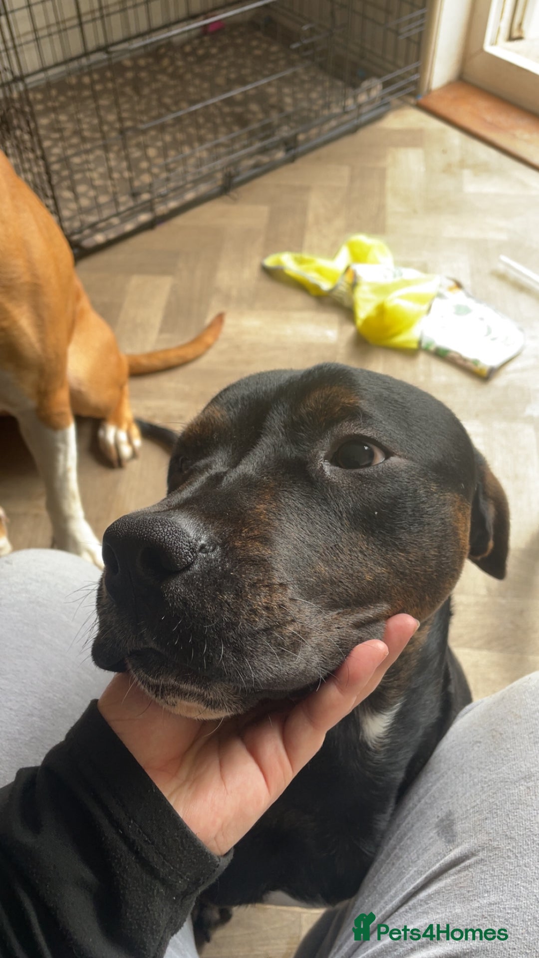 Mixed Breed dogs for sale: 8 month old American bulldog. - Advert 3