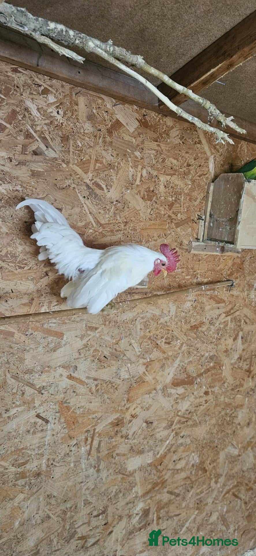 Chickens poultry 🐓 Serama Bantam Roosters 🐓  - Advert 1