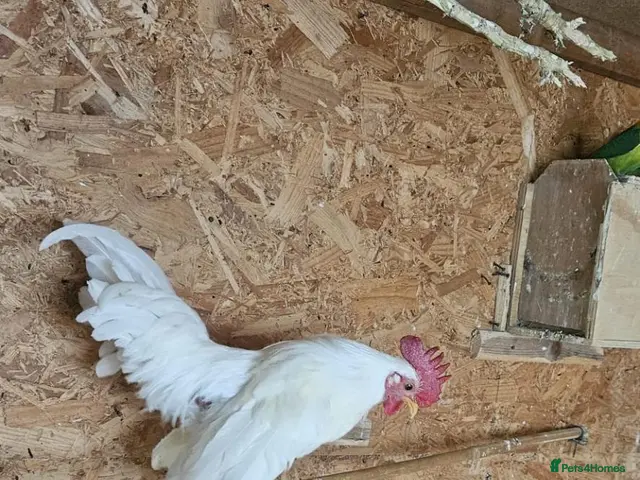 Chickens poultry for sale: 🐓 Serama Bantam Roosters 🐓 - Advert 1