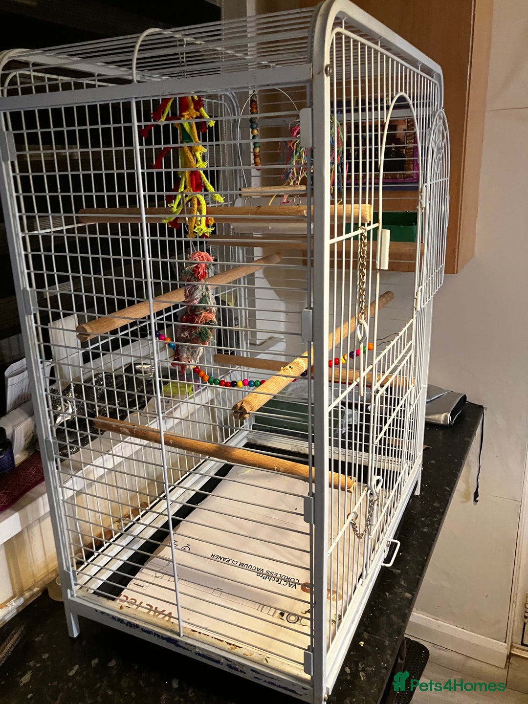 Parakeets birds for sale: parakeet - Advert 4