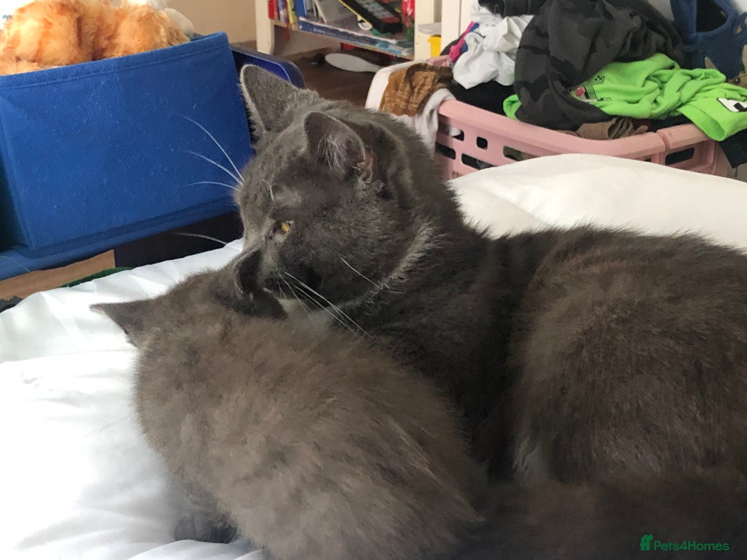 British Shorthair cats for sale: Shorthair x Maincoon kittens for sale - Image 8