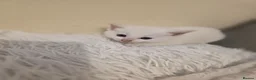 Mixed Breed cats for sale: White kitten - Advert 8