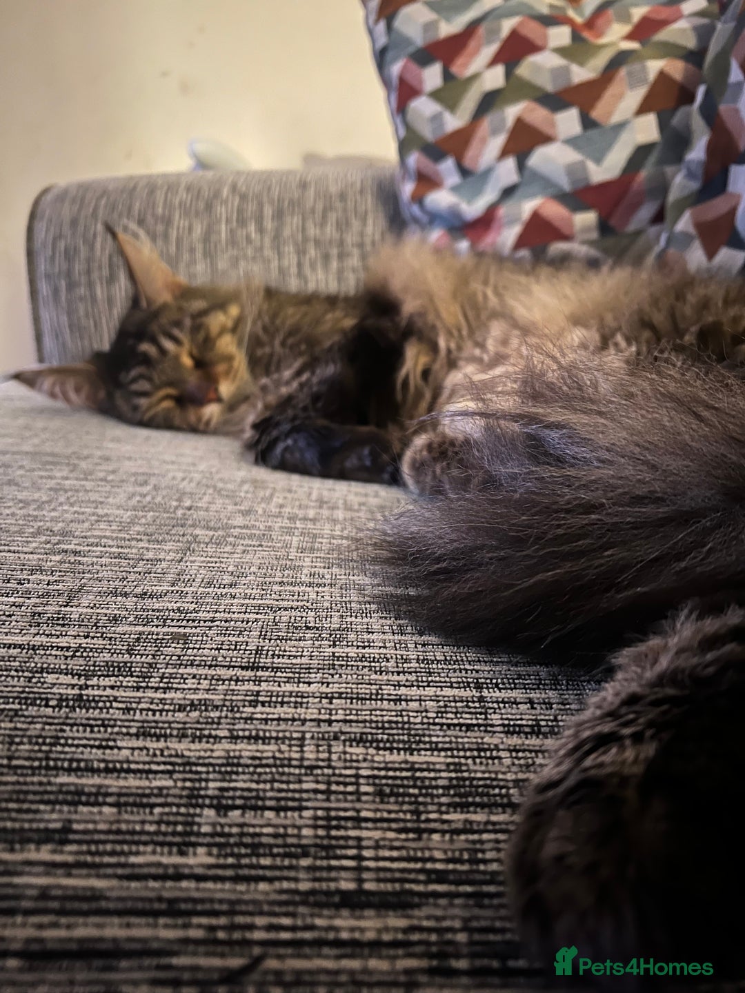 Maine Coon cats for sale: Maine coon boy 5 years old  - Advert 4