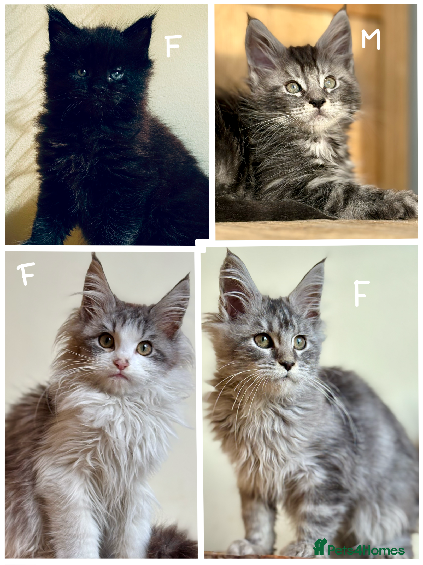 Maine Coon cats Maine Coon kittens - Advert 12