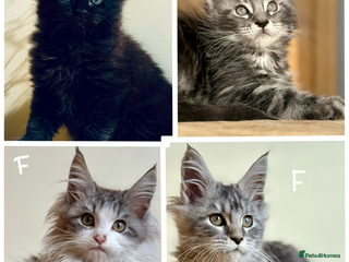 Maine Coon cats Maine Coon kittens - Advert 12