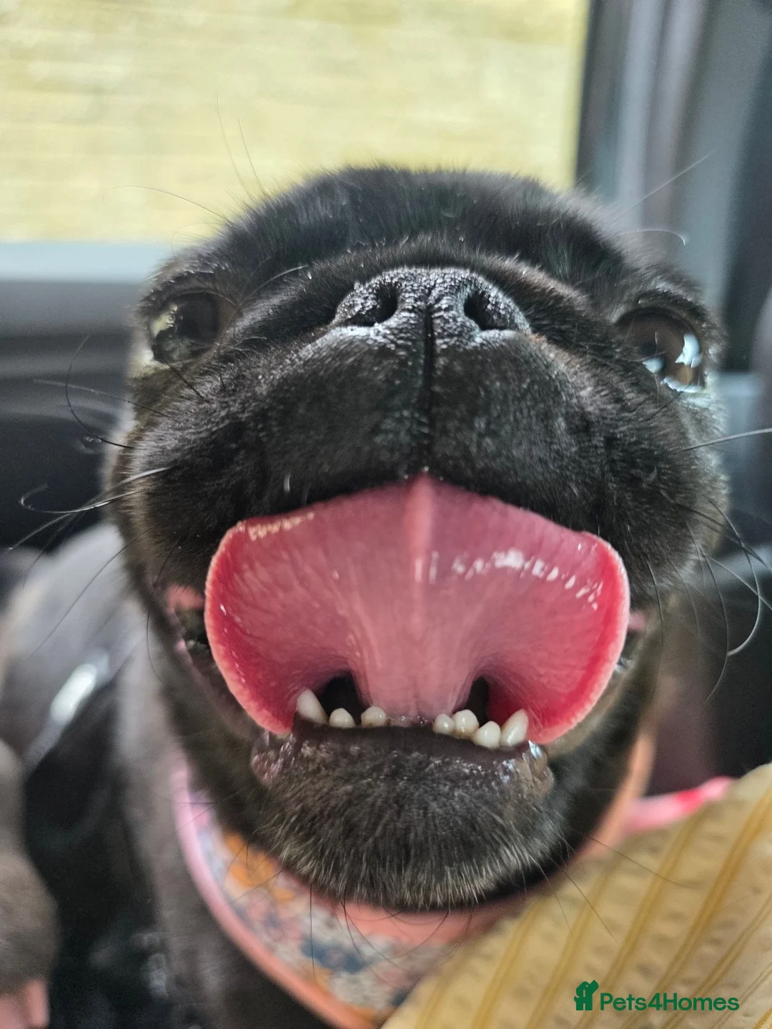 Pug dogs for sale: Nala the Pug 🐾🖤🐾 - Advert 9