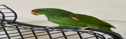 Parrots birds for sale: Amazon white fronted in Slough - Advert 6