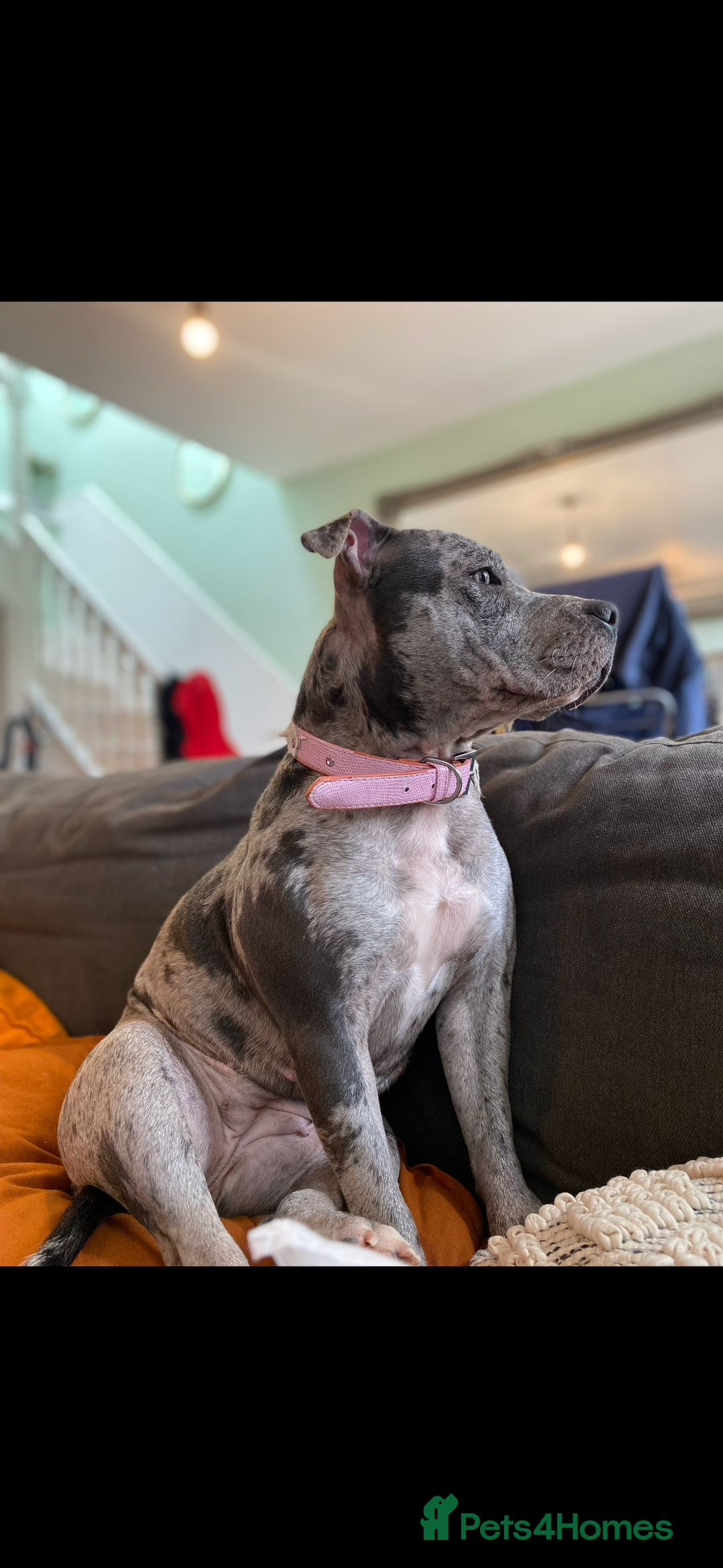 Staffordshire Bull Terrier dogs for sale: Blue and Merle girl Staffordshire Bull Terrier - Image 12