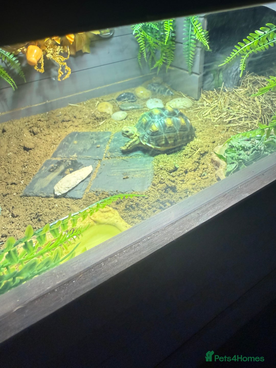 Tortoise reptiles for sale: African Spur Thighed Tortoise - Advert 4