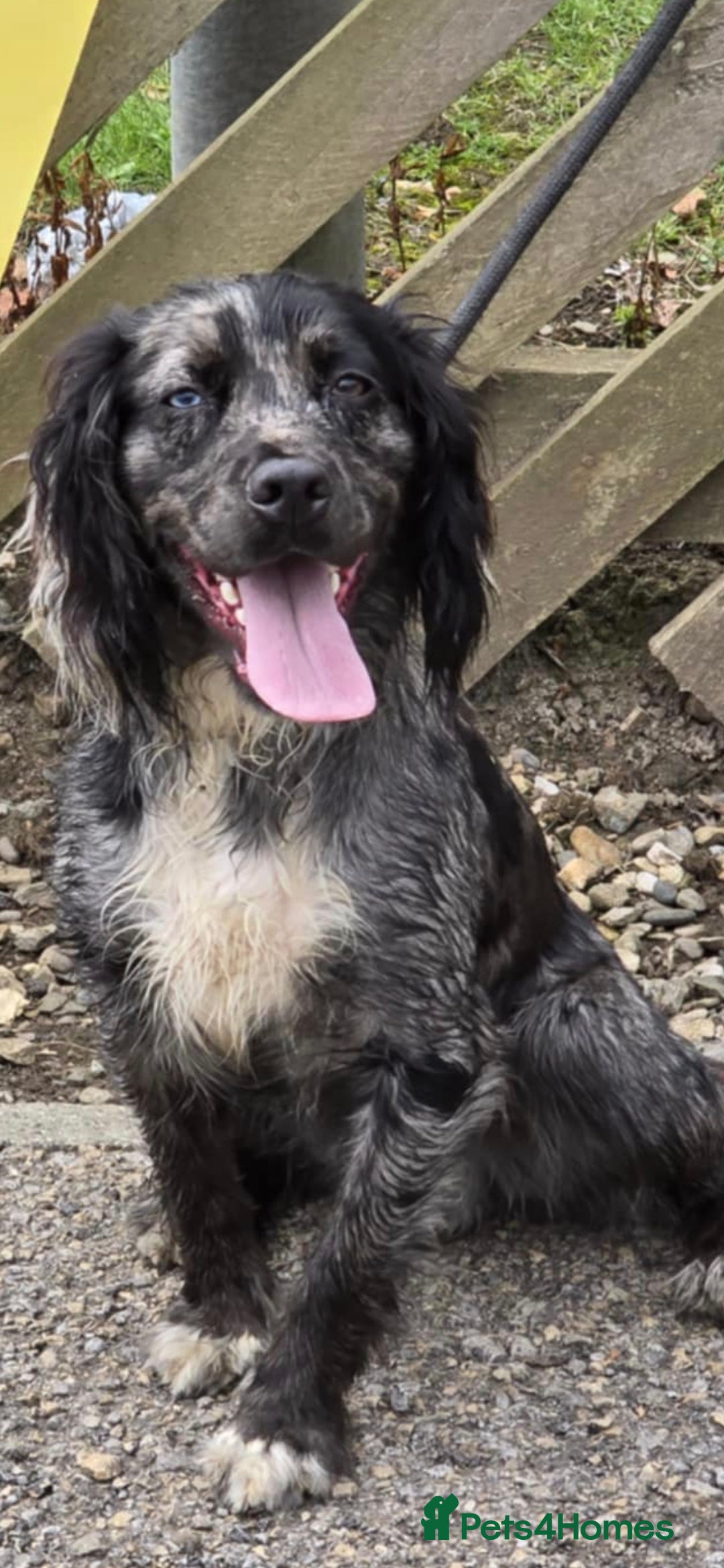 Cocker Spaniel dogs Merle Cocker stud in Shildon - Advert 1