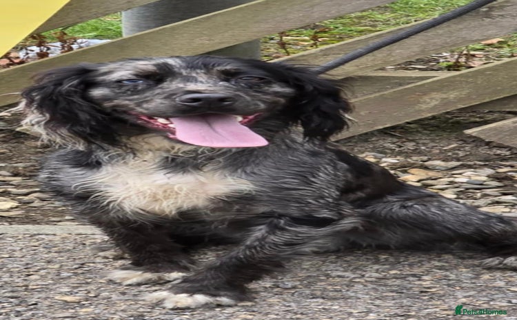 Cocker Spaniel dogs in Shildon - Advert 6