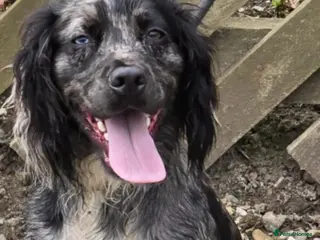 Cocker Spaniel dogs Merle Cocker stud in Shildon - Advert 1