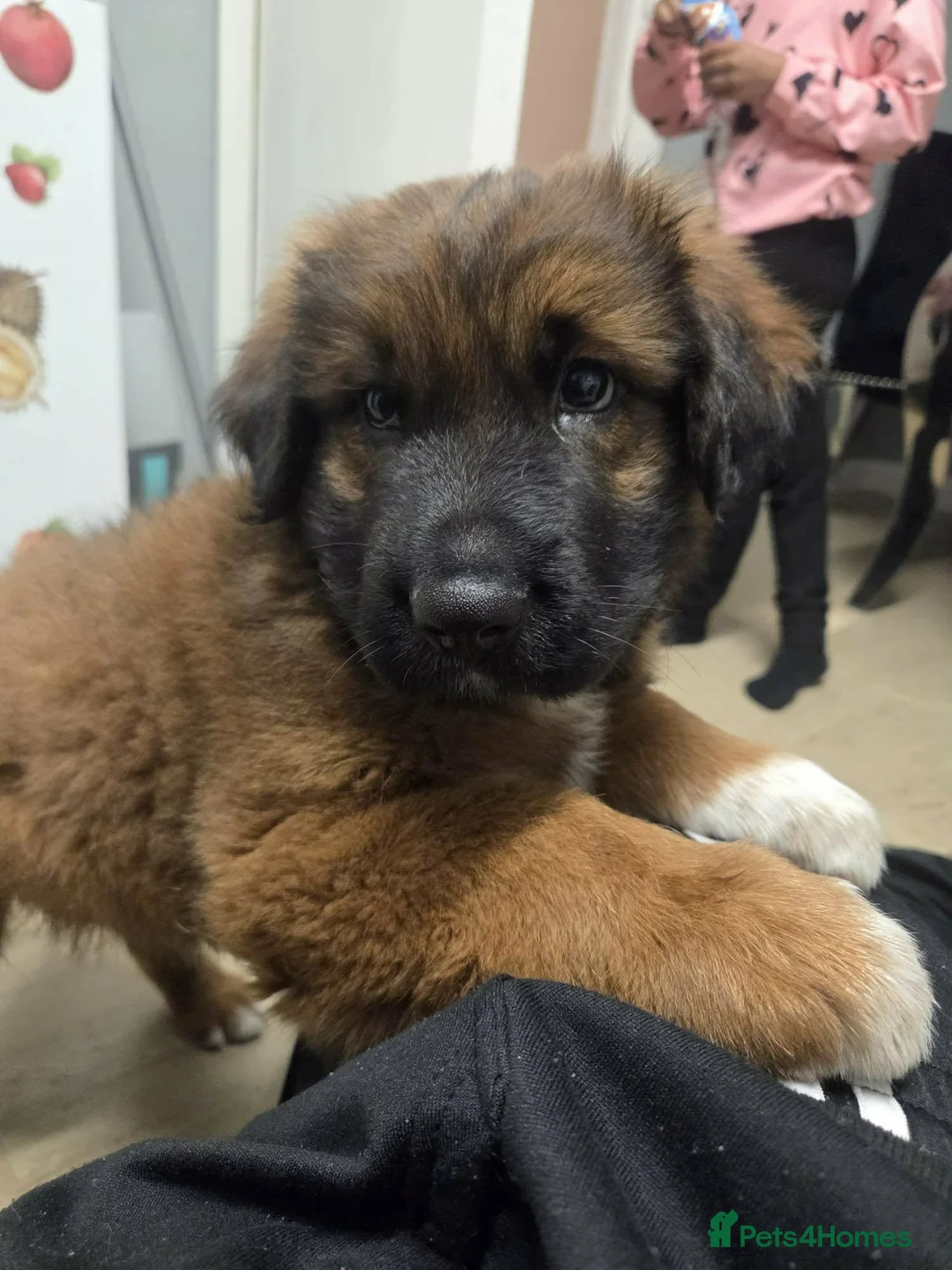 Caucasian Shepherd Dog dogs for sale: Mr max in Sheffield - Advert 3