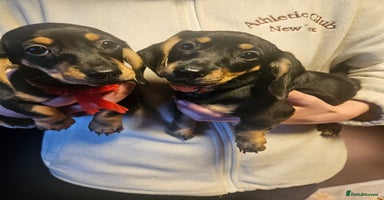 Dachshund dogs Dachshund pups  - Advert 7