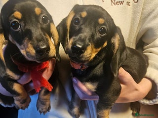 Dachshund dogs Dachshund pups - Advert 3