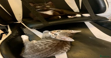 Mixed Breed cats - Advert 16