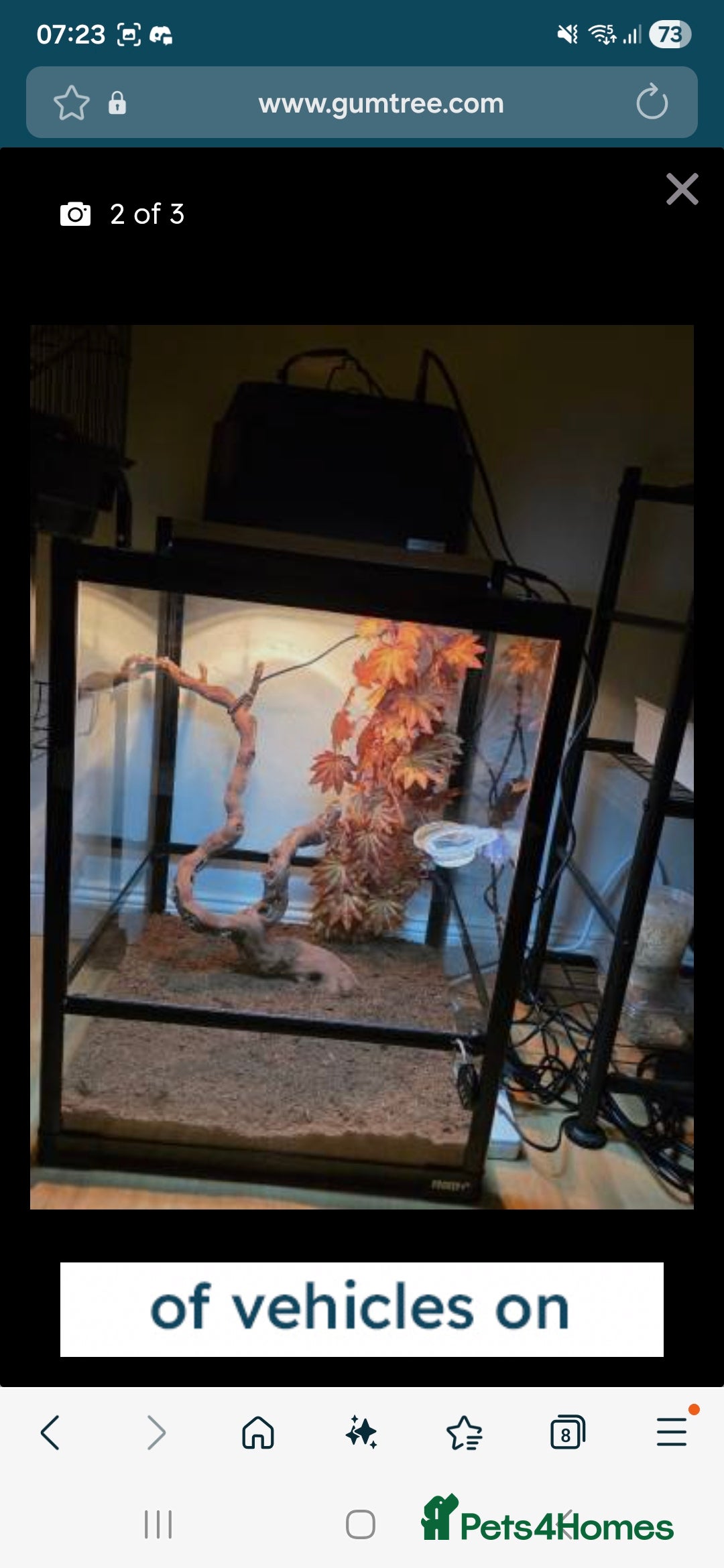 Gecko reptiles for sale: Baby crested gecko - Advert 2