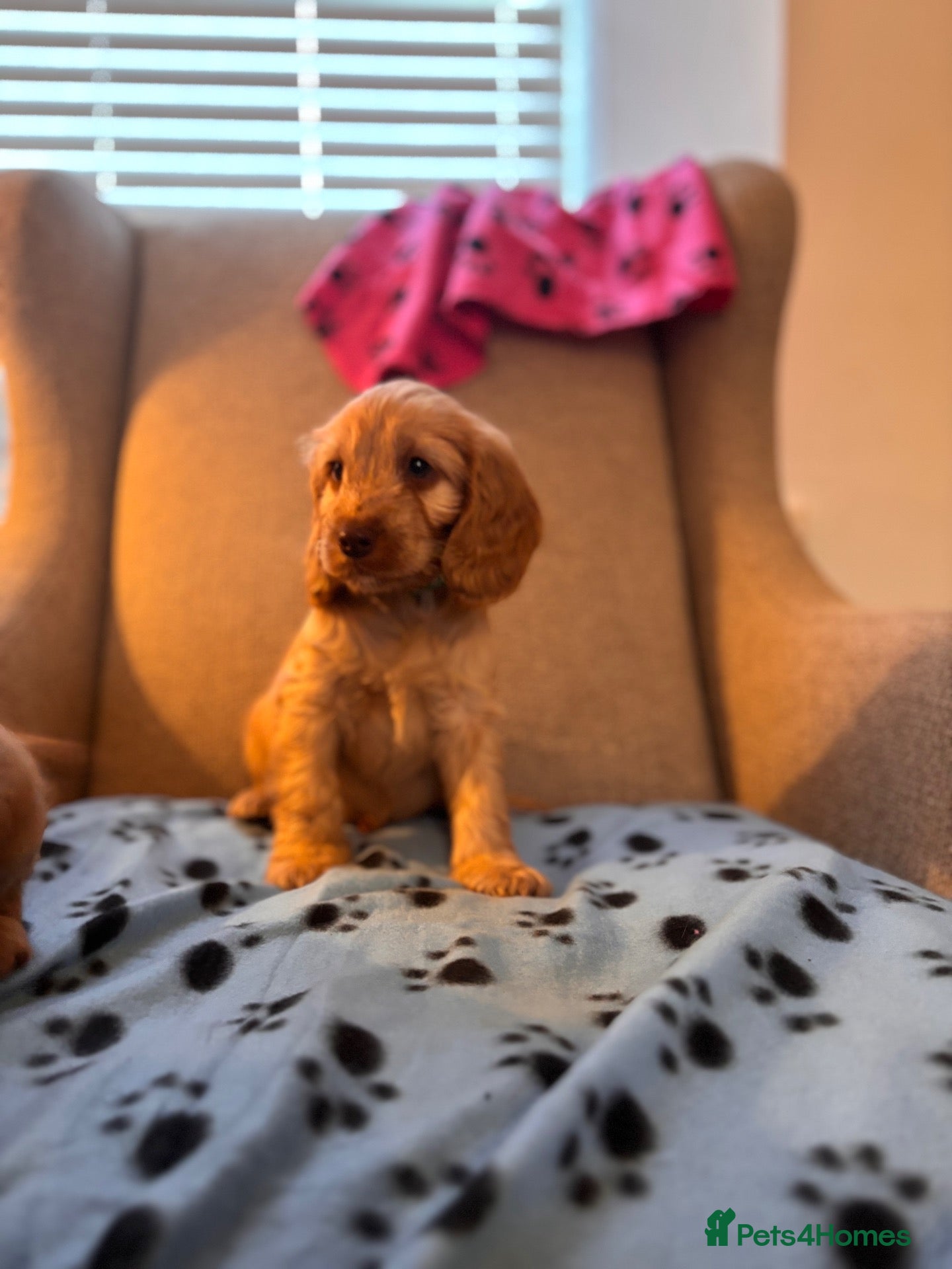 Cockapoo dogs Beautiful F1 Cockapoos Boys and 1 Girl available  - Advert 1