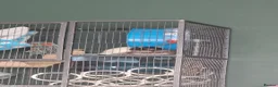 Rat rodents for sale: 2 Male rats + Cage and accesorios in Gerrards Cross - Advert 5
