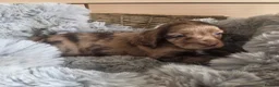 Cocker Spaniel dogs for sale: Rare coloured working type cocker spaniels! - Advert 20
